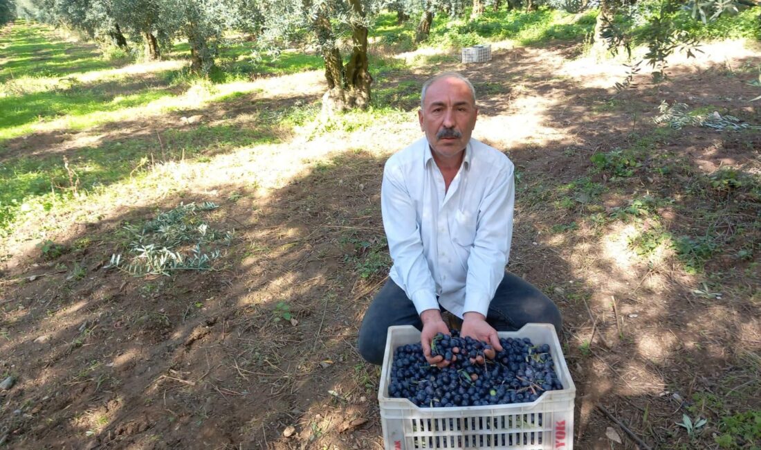CHP İznik İlçe Başkanı Sadullah Eşiyok, zeytin üreticisinin içinde bulunduğu