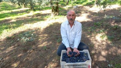 CHP İznik İlçe Başkanı Sadullah Eşiyok, zeytin üreticisinin içinde bulunduğu
