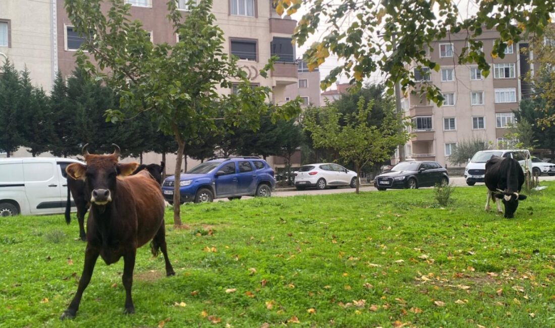 Bursa’nın Orhangazi ilçesinde başıboş bırakılan büyükbaş hayvanlar sokaklarda özgür bir