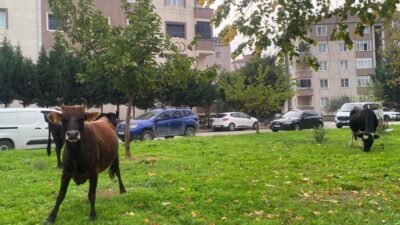 Bursa’nın Orhangazi ilçesinde başıboş bırakılan büyükbaş hayvanlar sokaklarda özgür bir