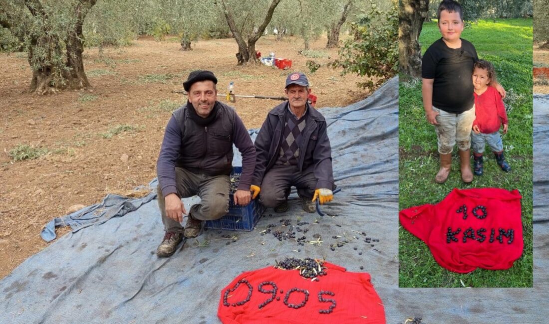 Bursa'nın Orhangazi ilçesinde zeytin hasadı yapan üreticiler, Türkiye Cumhuriyeti'nin kurucusu