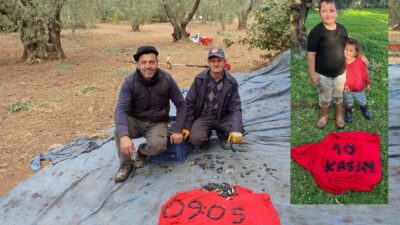 Bursa'nın Orhangazi ilçesinde zeytin hasadı yapan üreticiler, Türkiye Cumhuriyeti'nin kurucusu