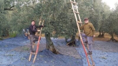 Bursa'da zeytin toplama sezonunun başlamasıyla birlikte, geçtiğimiz yıllarda sayısı oldukça