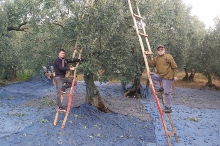 Bursa'da zeytin toplama sezonunun başlamasıyla birlikte, geçtiğimiz yıllarda sayısı oldukça