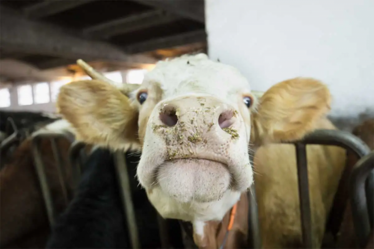 Bursa Veteriner Hekim Odası kurulundan yapılan açıklamaya göre, deli dana