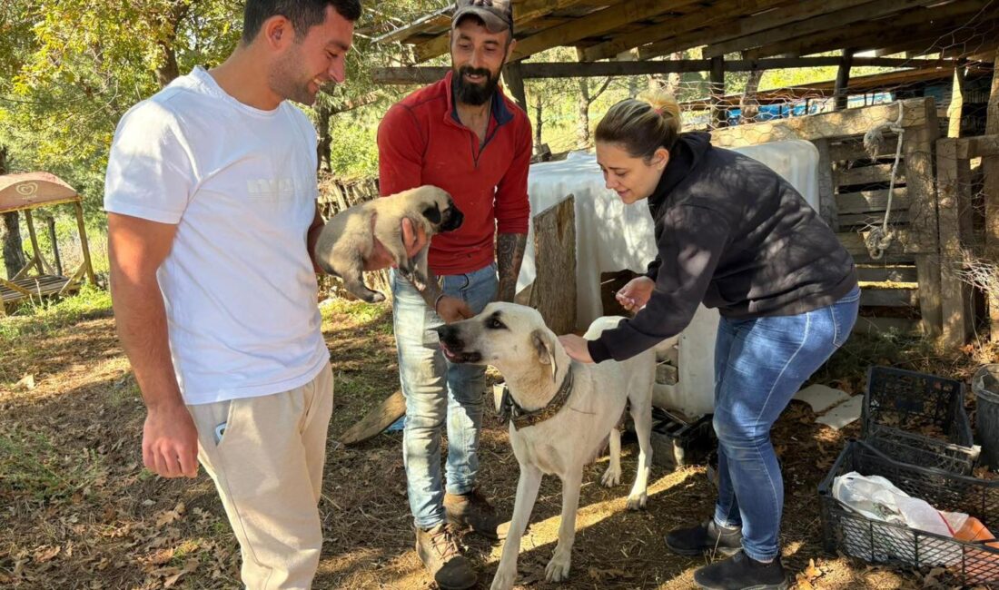 Tarım ve Orman Müdürlüğü ekipleri, köpek popülasyonunu kontrol altına almak