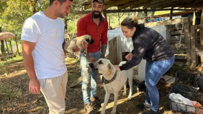 Tarım ve Orman Müdürlüğü ekipleri, köpek popülasyonunu kontrol altına almak