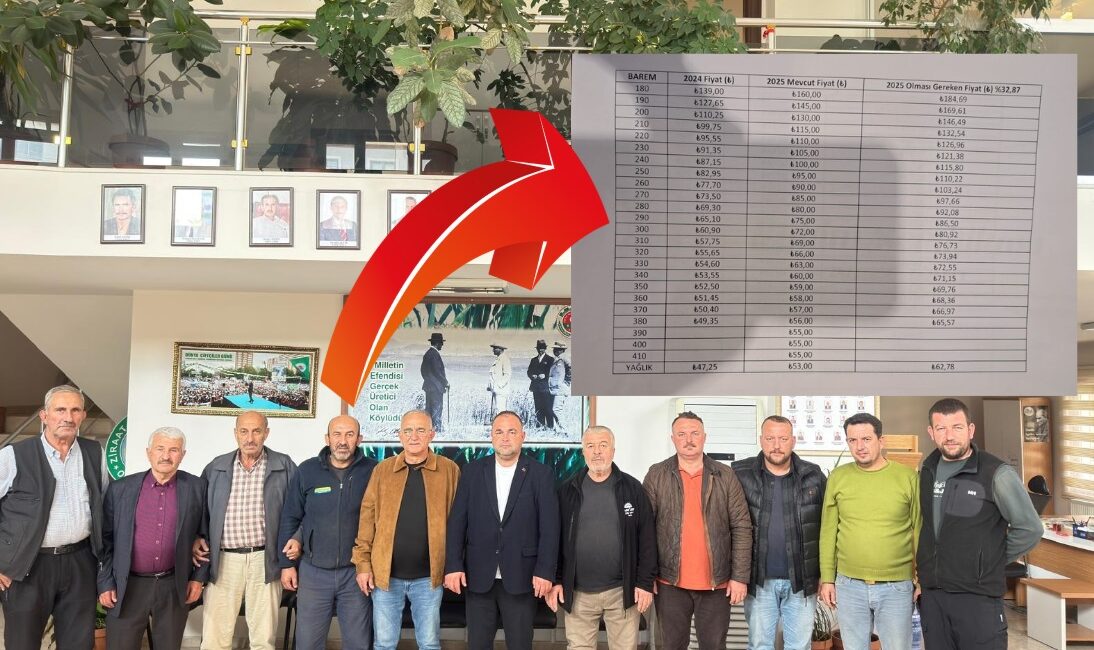 Bursa'nın Orhangazi ilçesinde, hasadı devam eden zeytin için Marmarabirlik tarafından