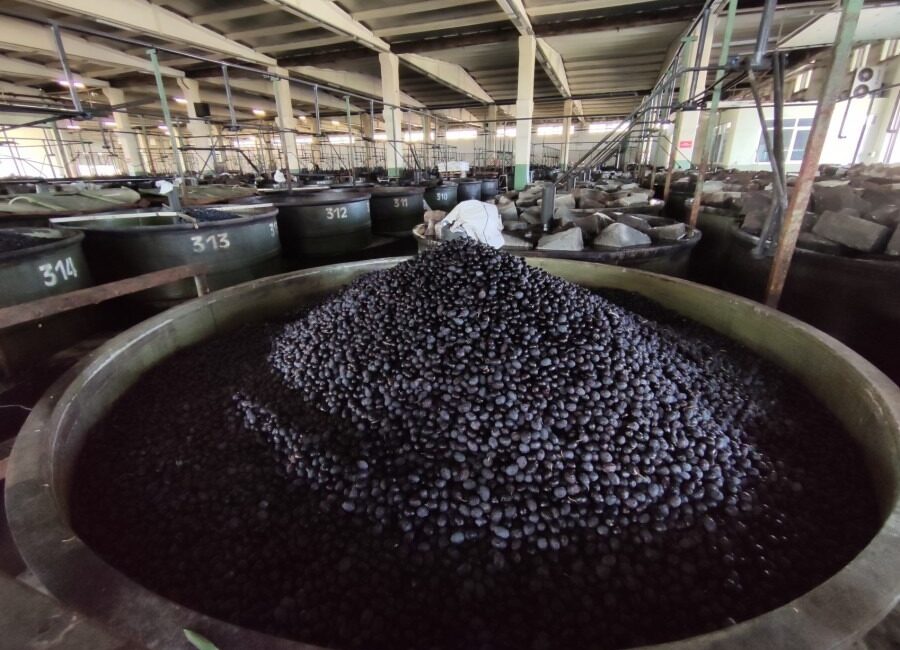 Bölgenin en büyük zeytin alıcısı konumunda bulunan Marmarabirlik, zeytin alım