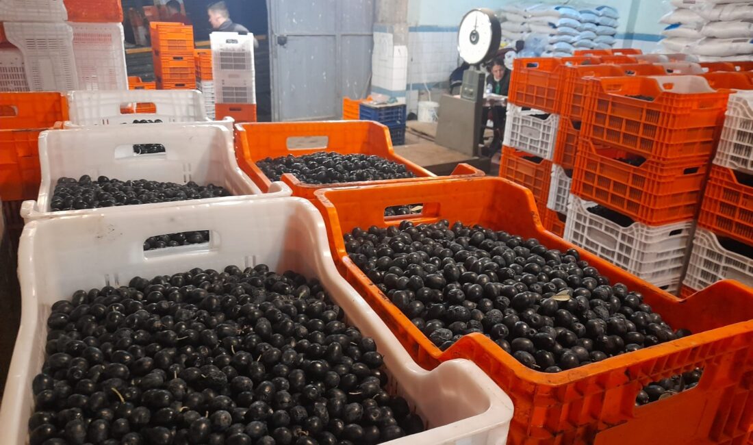 Geçtiğimiz son 6 yıldır Bursa’da zeytin alımı yapan Tarım Kredi