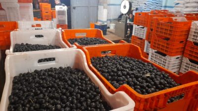 Geçtiğimiz son 6 yıldır Bursa’da zeytin alımı yapan Tarım Kredi