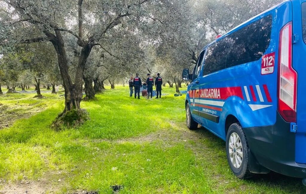 Bursa’da hasadına başlanan zeytin için güzel havaları fırsat bilen üreticiler