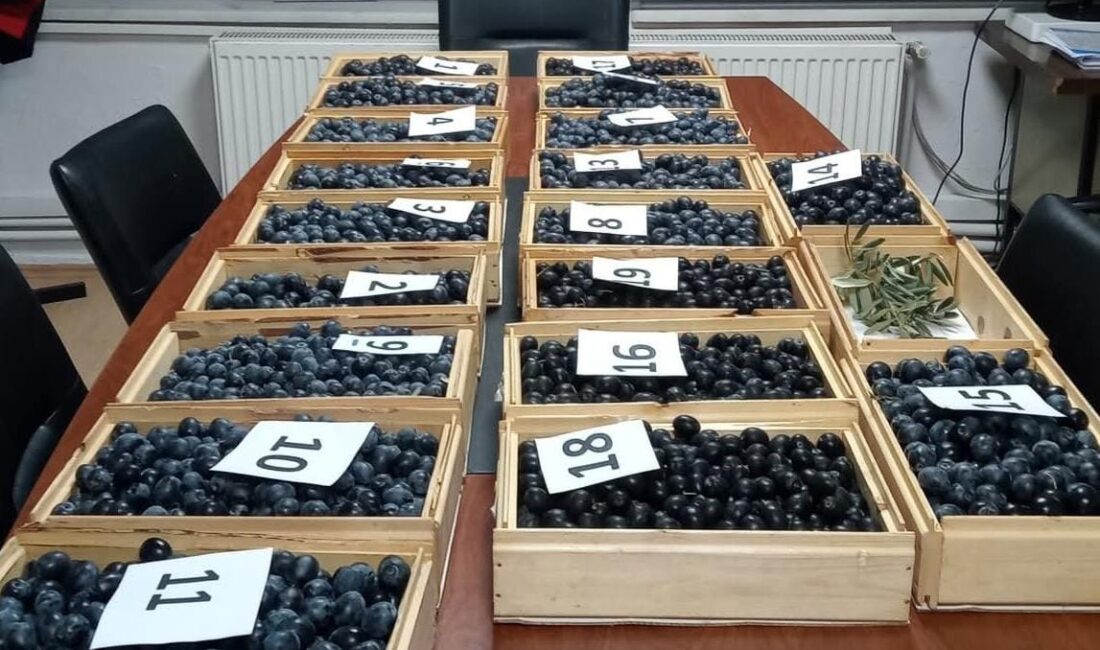 Bursa'nın Orhangazi ilçesinde bu yıl 47’incisi düzenlenecek olan Zeytin Festivali