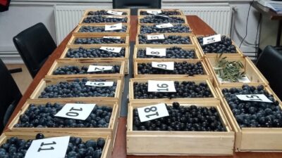 Bursa'nın Orhangazi ilçesinde bu yıl 47’incisi düzenlenecek olan Zeytin Festivali