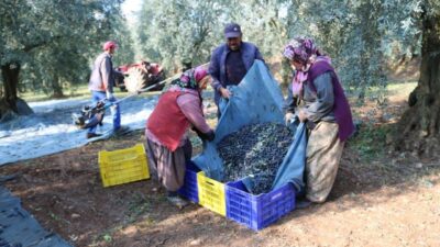 2025 / 2026 zeytin hasat sezonu devam ederken, üretici ortaklardan