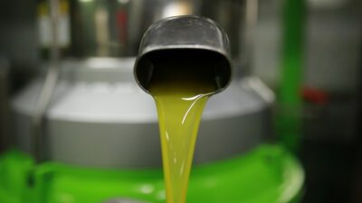 Bursa'nın en büyük tarımsal geçim kaynağı olan zeytinde hasat dönemi