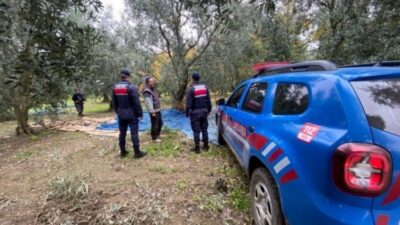 Bursa’nın Orhangazi ilçesinde İlçe Jandarma Komutanlığı, tarafından bu günlerde hasadı