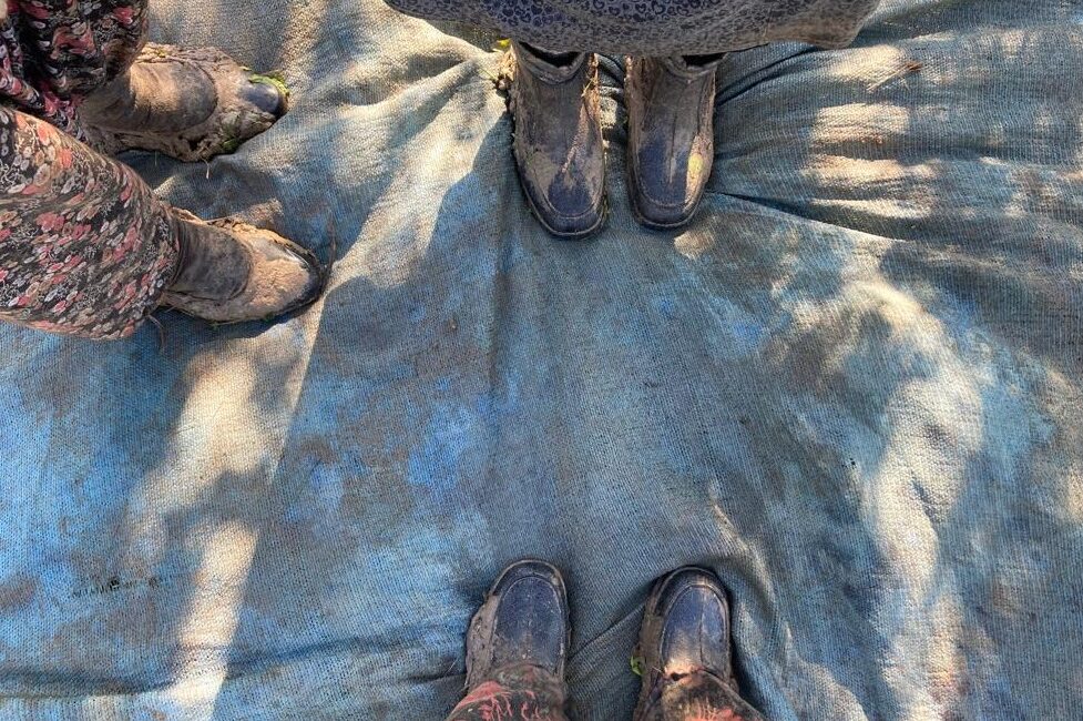 Sofralık anlamda en kaliteli  zeytinin üretildiği  Bursa'da geçtiğimiz ay başlayan