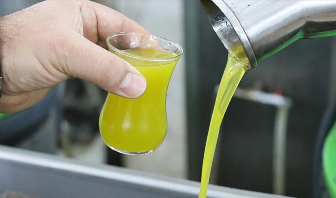 Bursa'da zeytin hasat döneminin gelmesiyle birlikte taze zeytinyağına olan talep