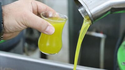 Bursa'da zeytin hasat döneminin gelmesiyle birlikte taze zeytinyağına olan talep