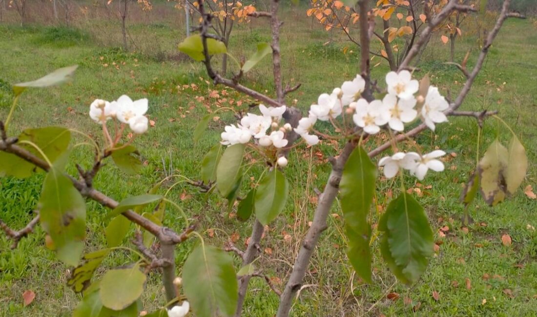 Bursa'nın Orhangazi ilçesinde bir evin bahçesinde bulunan armut ağacı sonbahar