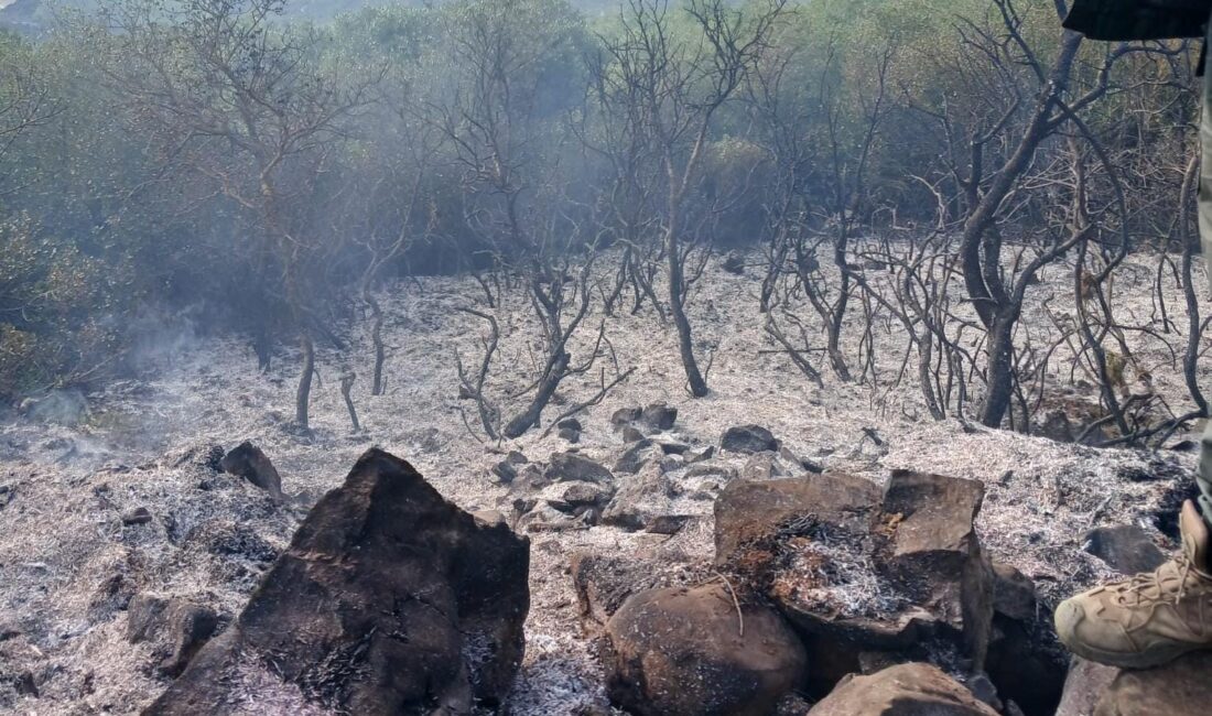 Bursa'nın Orhangazi ile Gemlik ilçeleri arasında bulunan bir zeytinlikle dalların