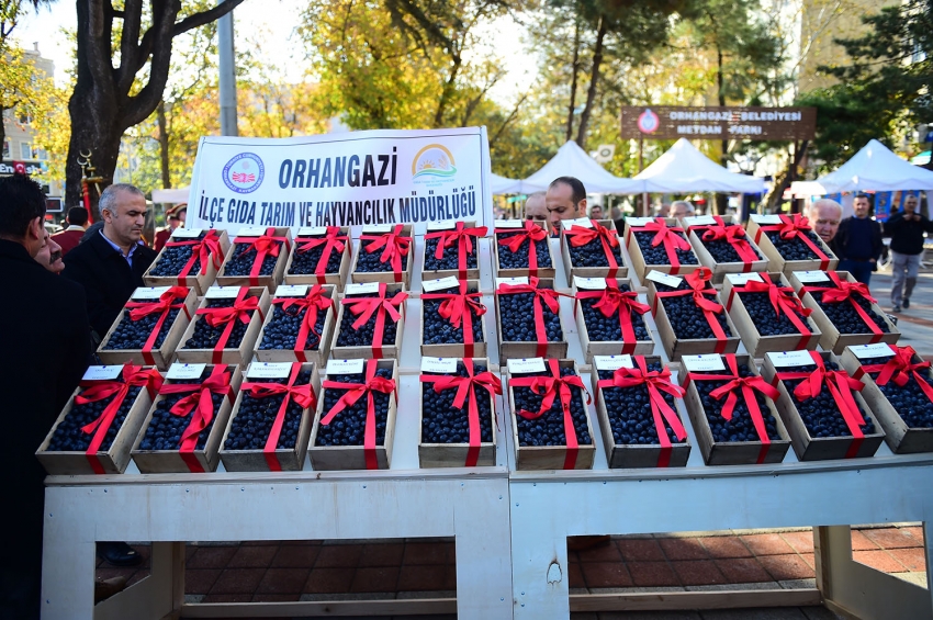 Bursa'nın Orhangazi ilçesinde bu yıl 47.si düzenlenecek olan Zeytin Festivali