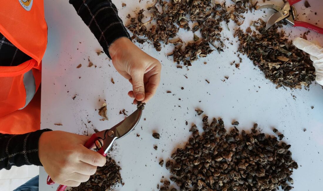 Bursa Orman Bölge Müdürlüğü’nün kestane gal arısıyla yürüttüğü biyolojik mücadele