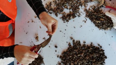 Bursa Orman Bölge Müdürlüğü’nün kestane gal arısıyla yürüttüğü biyolojik mücadele
