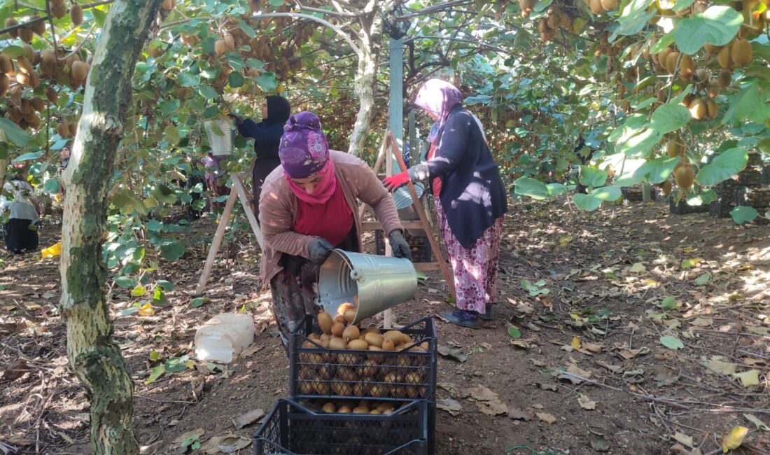 Bursa’nın son yıllarda kivi üretimiyle öne çıkan ilçelerinden Orhangazi’de, geçtiğimiz