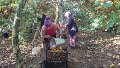 Bursa’nın son yıllarda kivi üretimiyle öne çıkan ilçelerinden Orhangazi’de, geçtiğimiz