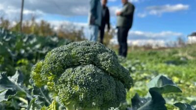 Kış aylarının gözde sebzelerinden brokoli, tarladan sofraya ulaşana kadarki fiyat