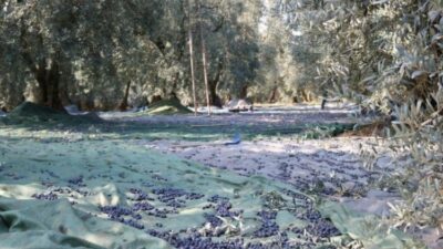 Marmarabirlik, 2025-2026 kampanya dönemine ait zeytin alım bedellerinin üçüncü taksit