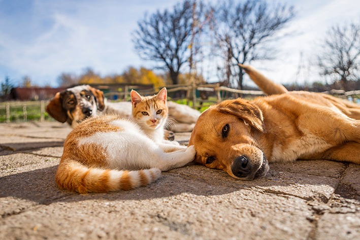 Bursa’nın Orhangazi ilçesinde sokak hayvanlarının daha sağlıklı ve güvenli bir