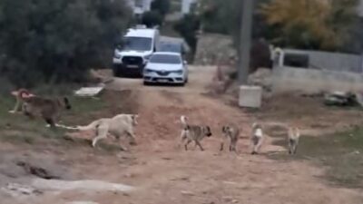 Bursa'nın Orhangazi ilçesinde sürekli olarak gündeme gelen ve gruplar halinde