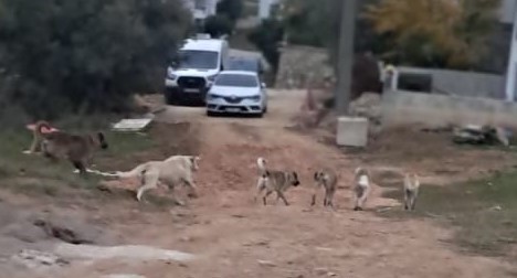 Bursa'nın Orhangazi ilçesinde sürekli olarak gündeme gelen ve gruplar halinde