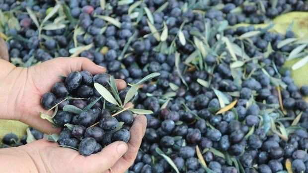Türkiye'nin en büyük zeytin alım satım ve işleme merkezi olan