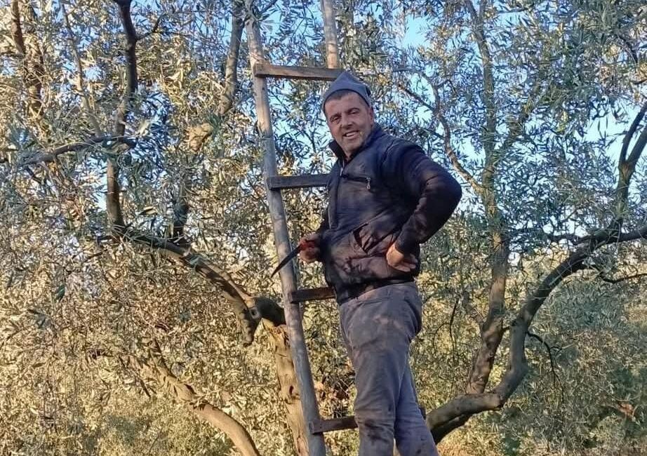 Bursa’nın en büyük tarımsal geçim kaynaklarından olan zeytin hasadında son