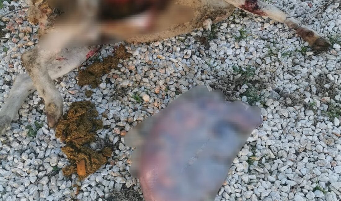 Bursa'nın Orhangazi ilçesinde meydana gelen olayda, sokak köpeklerinin saldırısı ile