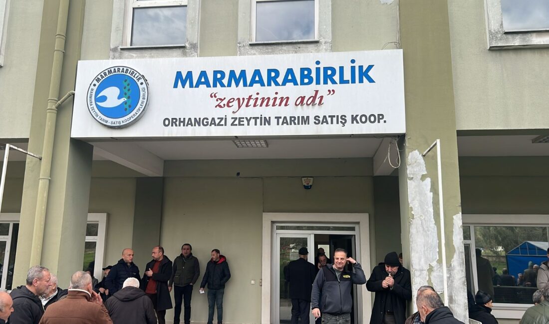 Bursa'nın Orhangazi ilçesinde 189 nolu Marmarabirlik Orhangazi Zeytin Tarım Satış