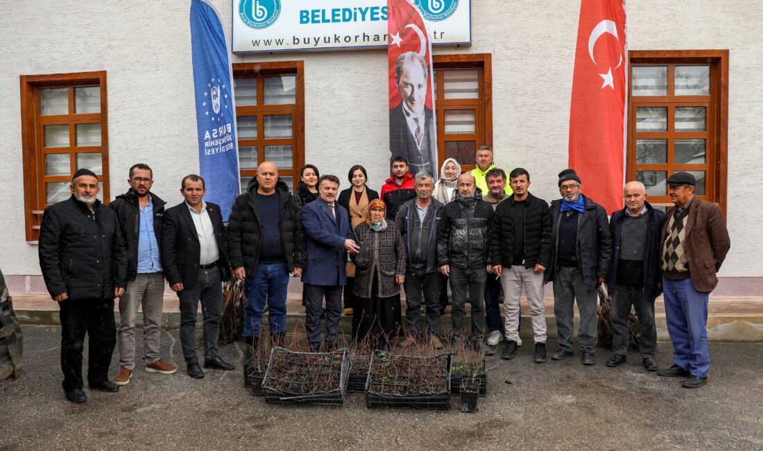 Bursa Büyükşehir Belediyesi, Harmancık ve Büyükorhan ilçelerindeki üreticilere yönelik fidan