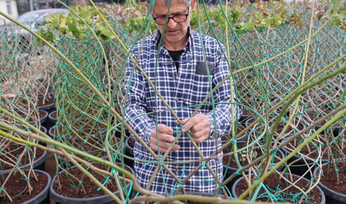 Şehir içi ağaçlandırmalara estetik bir kimlik kazandırmak amacıyla Bursa Orman