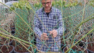 Şehir içi ağaçlandırmalara estetik bir kimlik kazandırmak amacıyla Bursa Orman