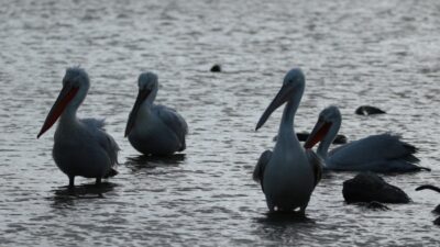 Doğa Koruma ve Milli Parklar Genel Müdürlüğü, ilgili kanun ve