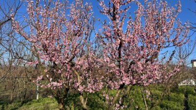 Bursa’da mevsim normallerinin üzerinde seyreden hava sıcaklıkları doğayı erken uyandırdı.