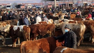 Türkiye İstatistik Kurumu , 2025 yılına ilişkin hayvansal üretim istatistikleri