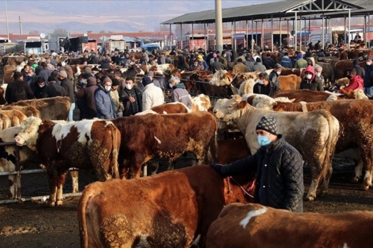 Türkiye İstatistik Kurumu , 2025 yılına ilişkin hayvansal üretim istatistikleri