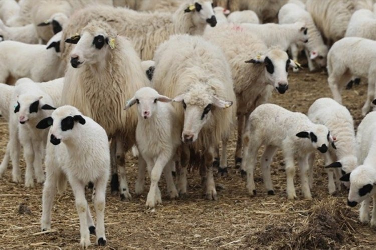 Tarım ve Orman Bakanlığı, kırsal kalkınmayı hedefleyen yeni bir projeyi