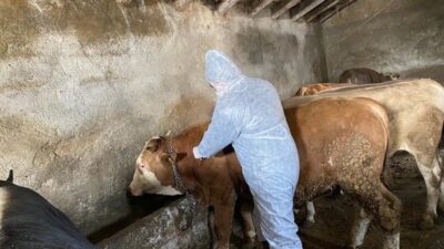 Bursa'da 2025 yılında korkutucu bir boyuta ulaşan şap hastalığı için