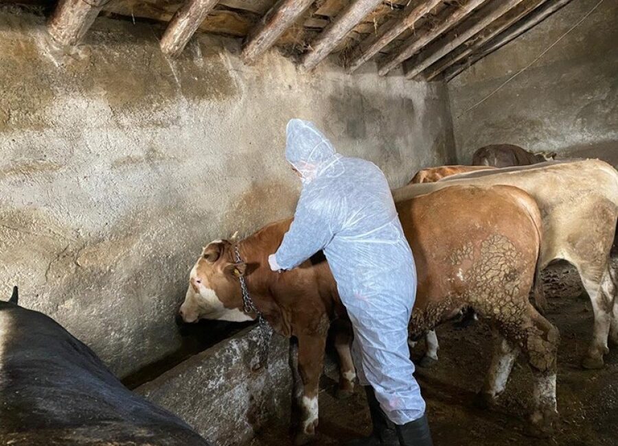 Bursa'da 2025 yılında korkutucu bir boyuta ulaşan şap hastalığı için